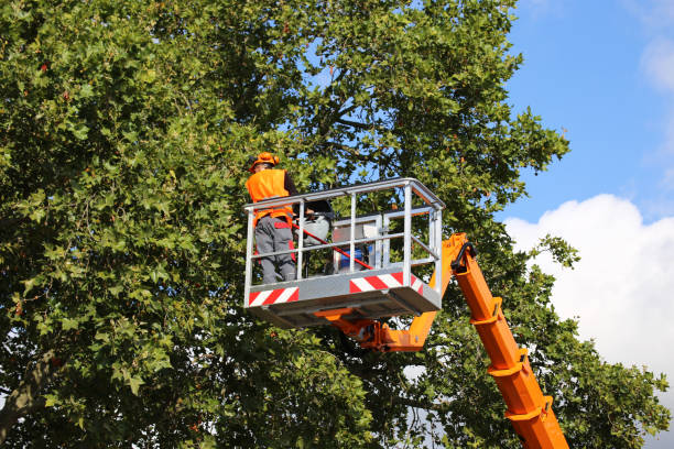 How Our Tree Care Process Works  in  Mansura, LA